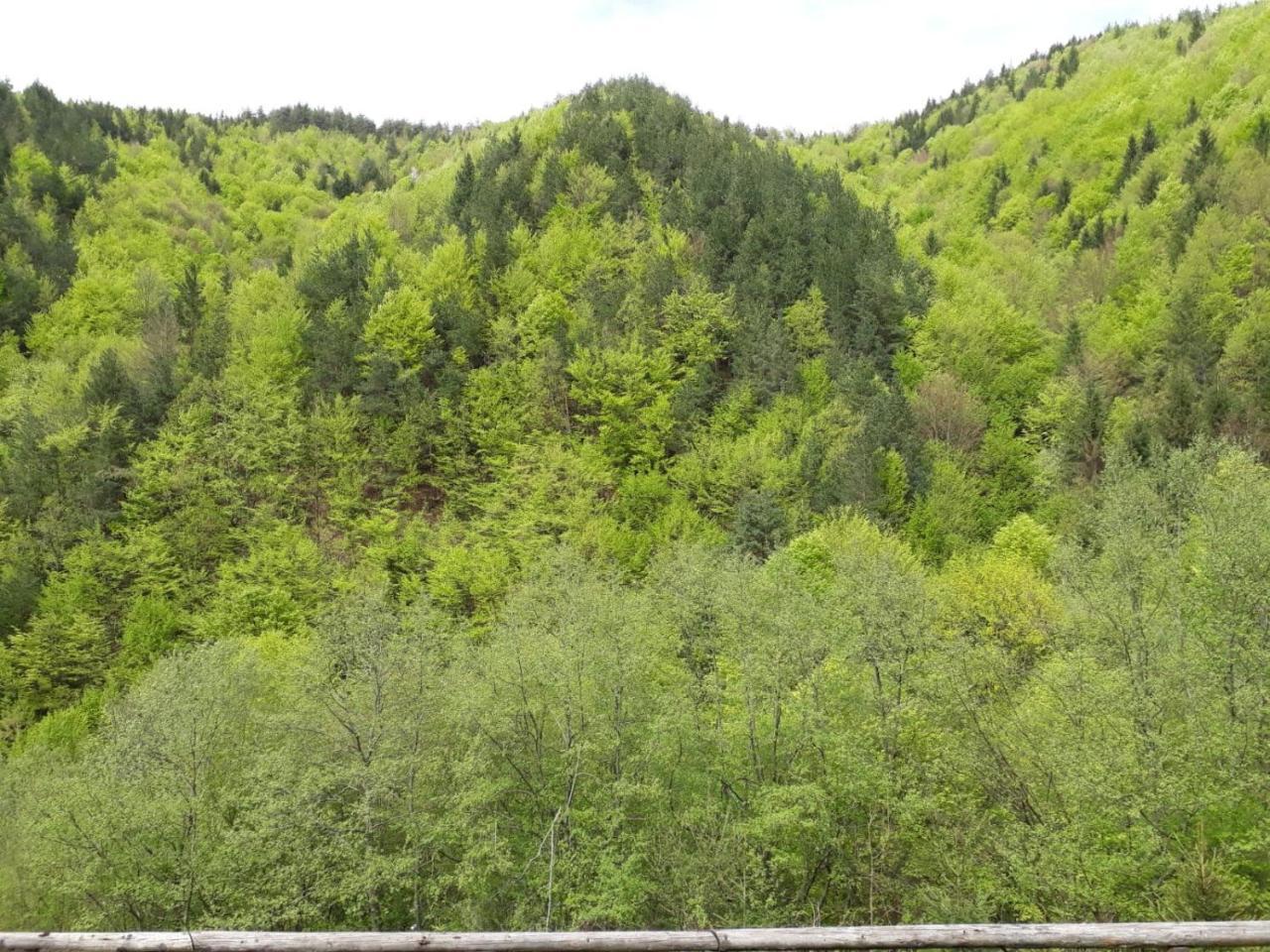 Cabana Crenguta Sibiu Exteriör bild